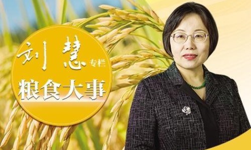 蜂胶的用法-干蜂胶的吃法-专业干蜂胶的吃法和用量平台-蜂胶的吃法与用量